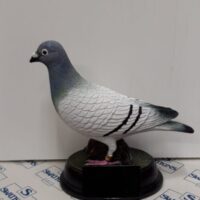 Elite Pigeon Award