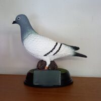 Pigeon